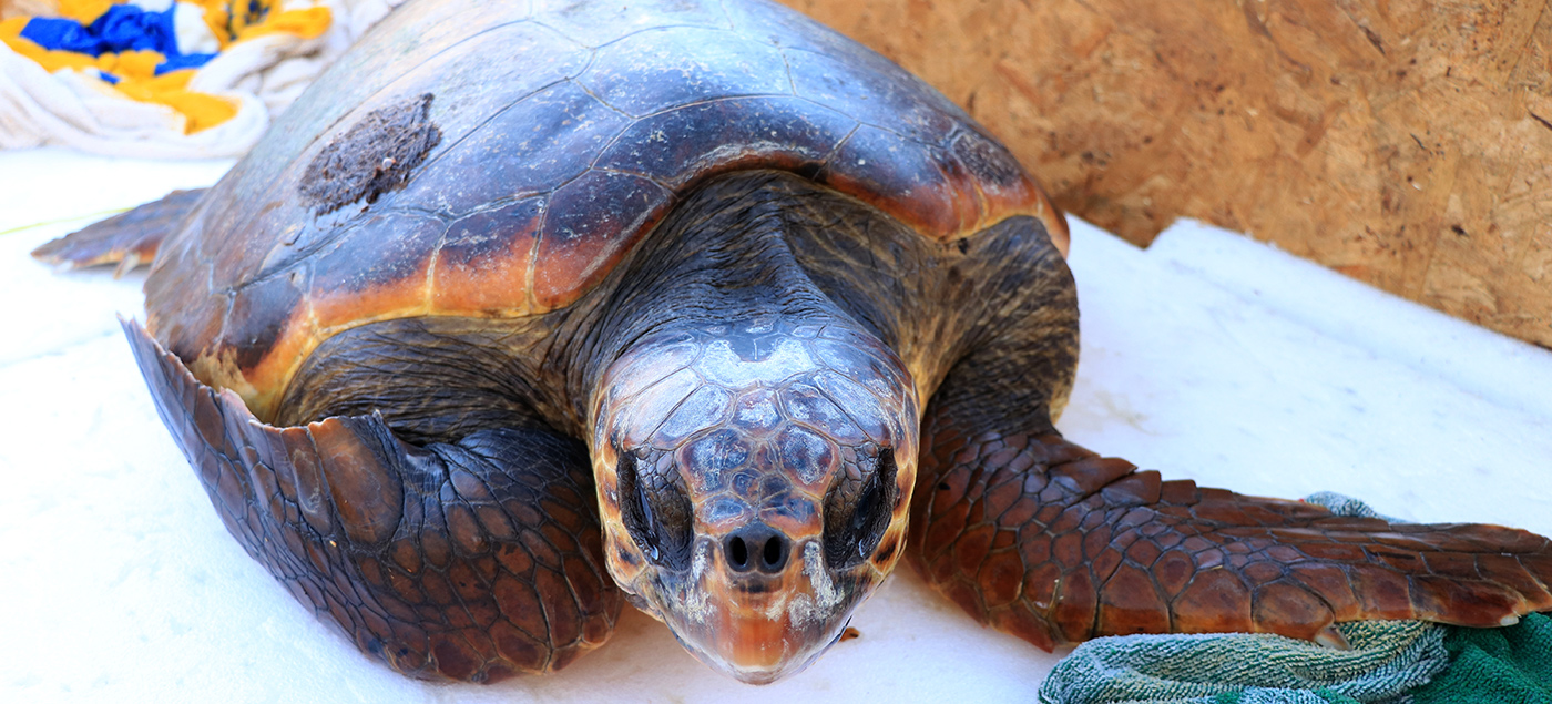 Tortuga Boba - CNC