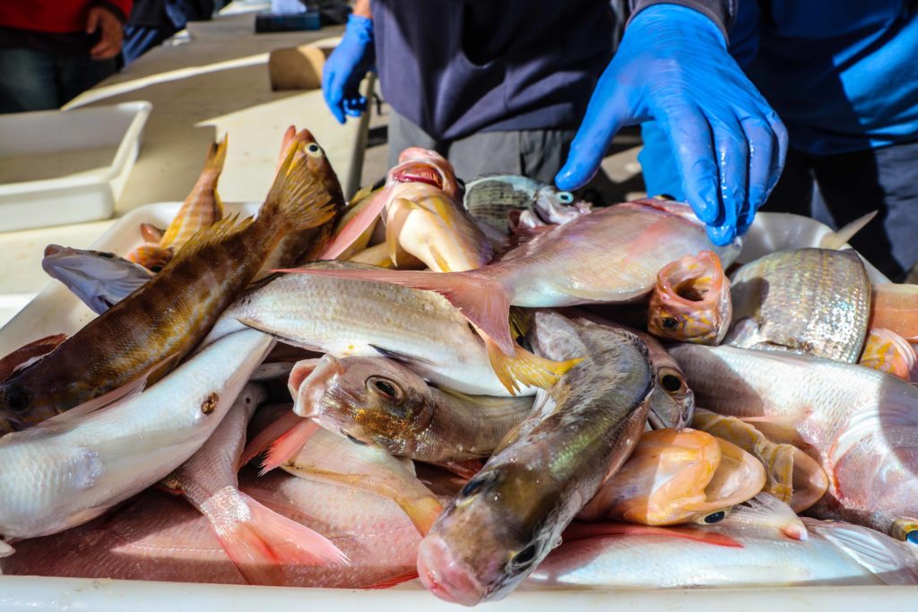 pesca al volantín